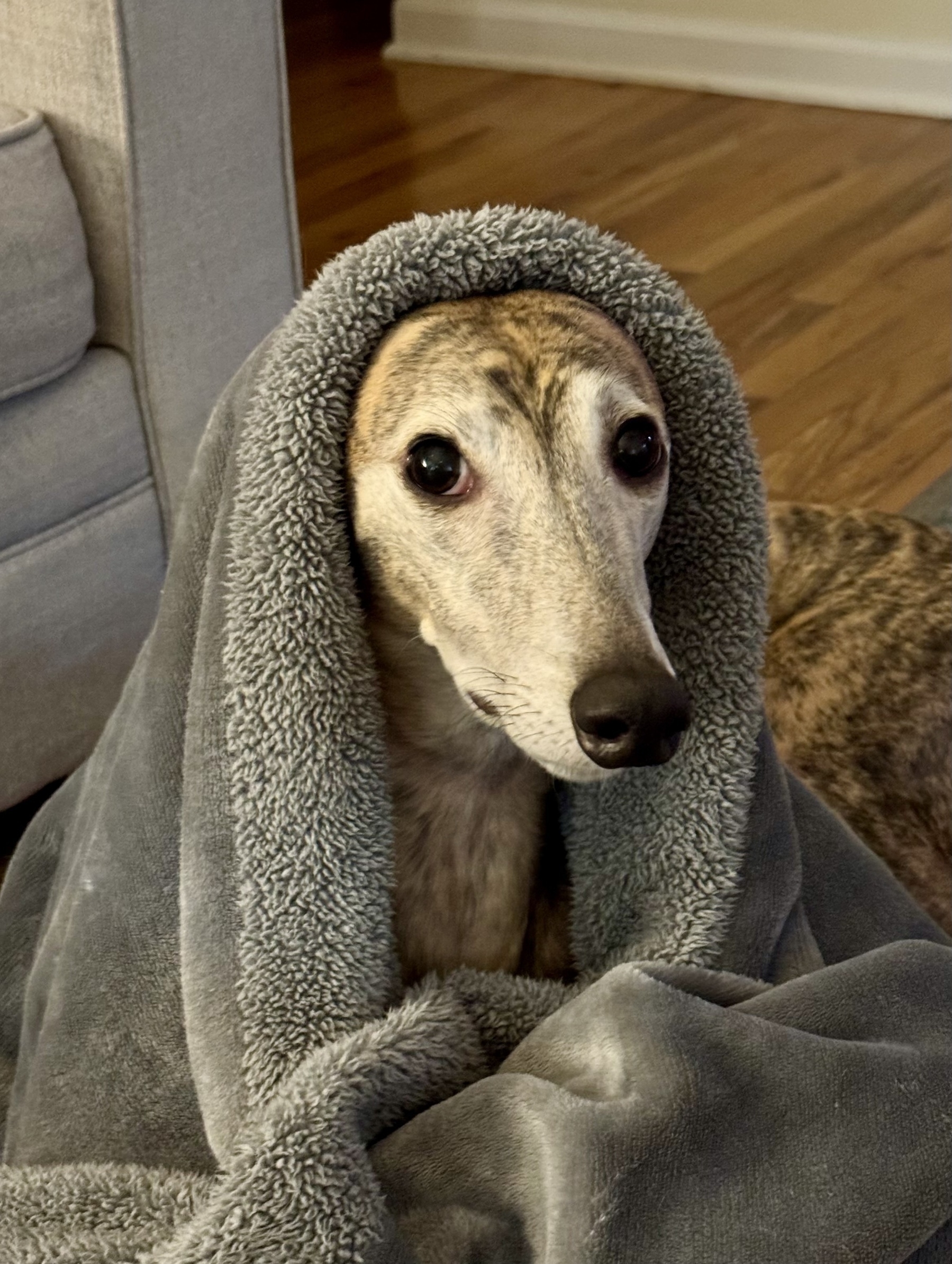 Greyhound dog peaking from under a blanket 