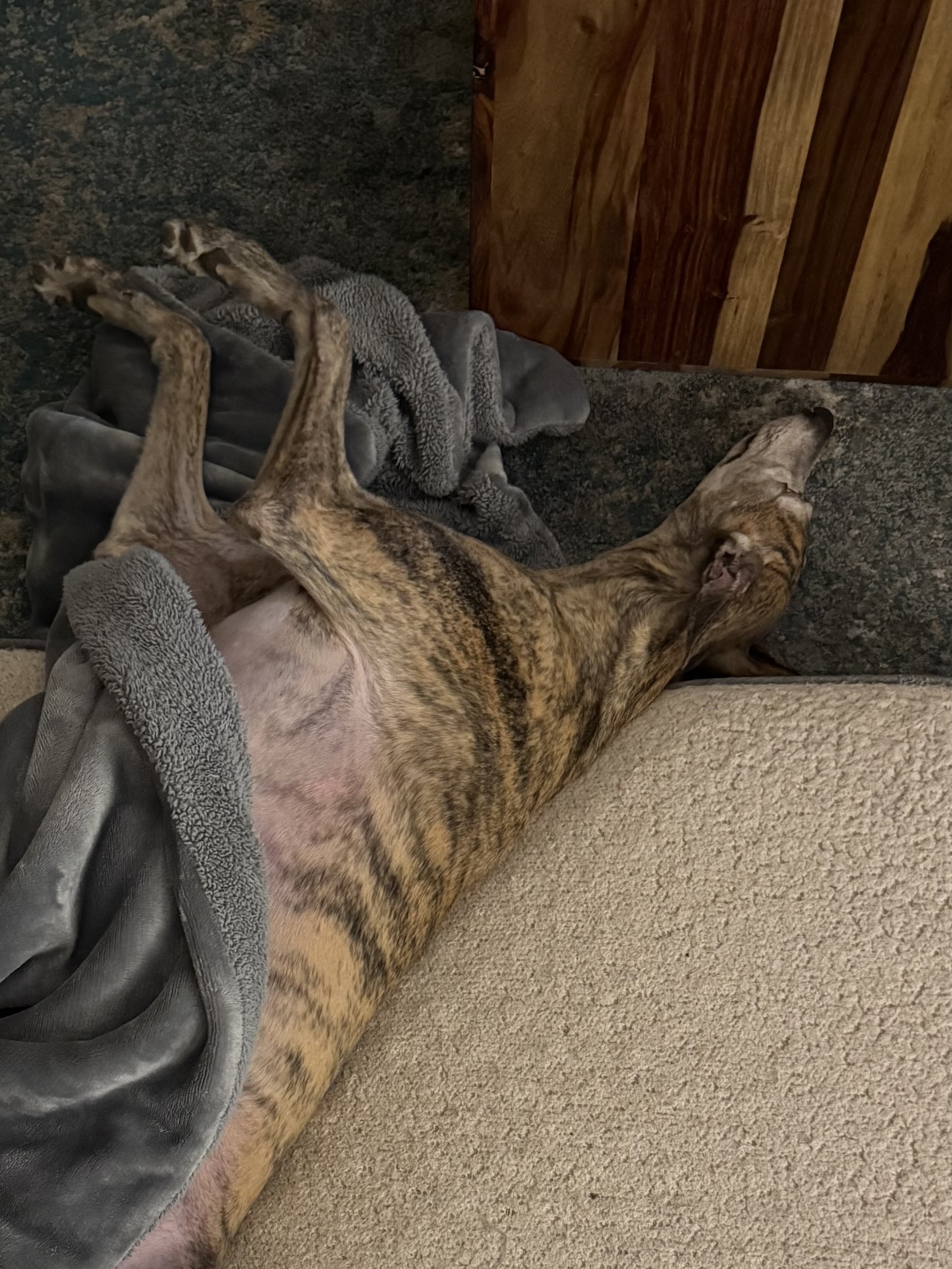 Greyhound dog sleeping 